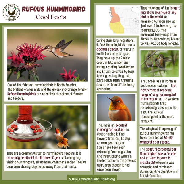 rufous-hummingbird-cool-facts