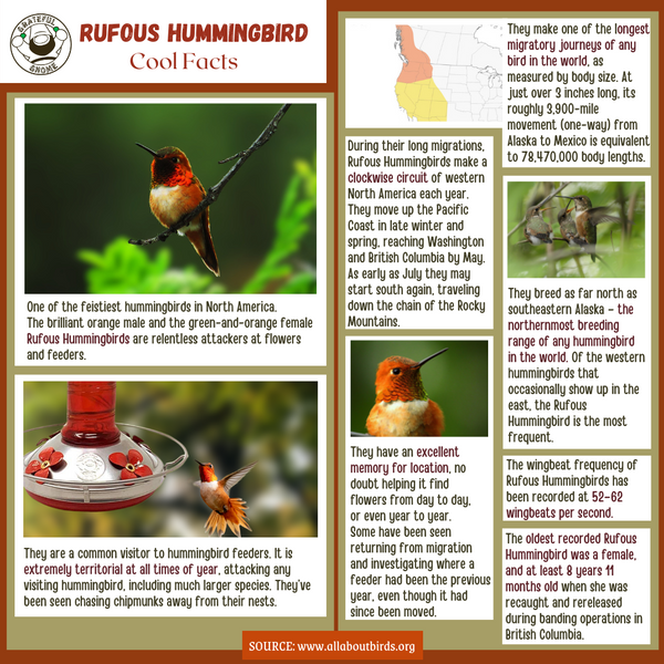 Rufous Hummingbird Cool Facts