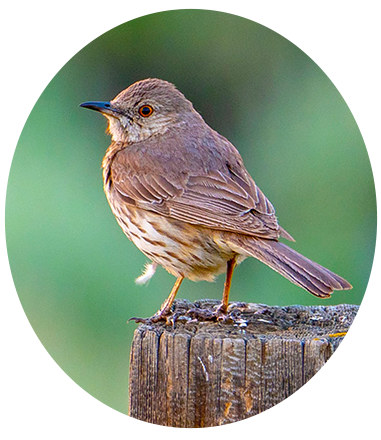 Sage Thrasher