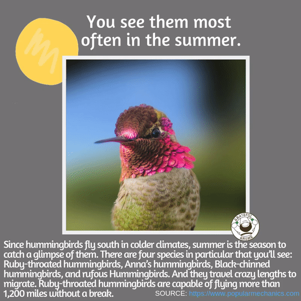 incredible hummingbird fact