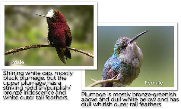 Snowcap Hummingbird