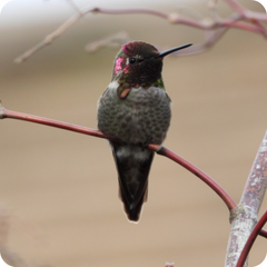 Some Hummingbirds Can Sing 