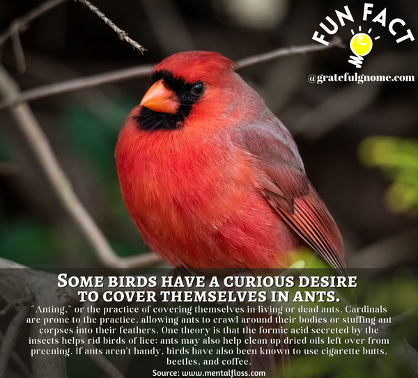 Bird Fun Fact