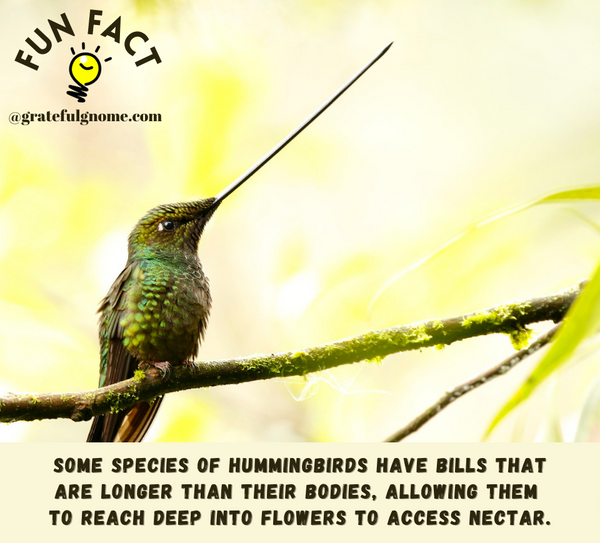 Fun Fact About Hummingbirds
