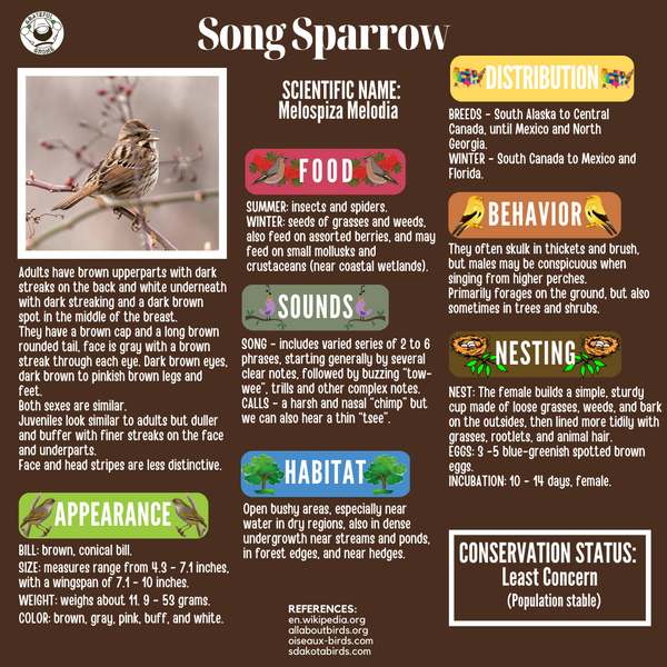 Song Sparrow