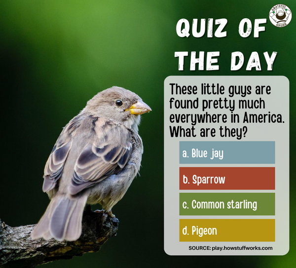 Bird Quiz