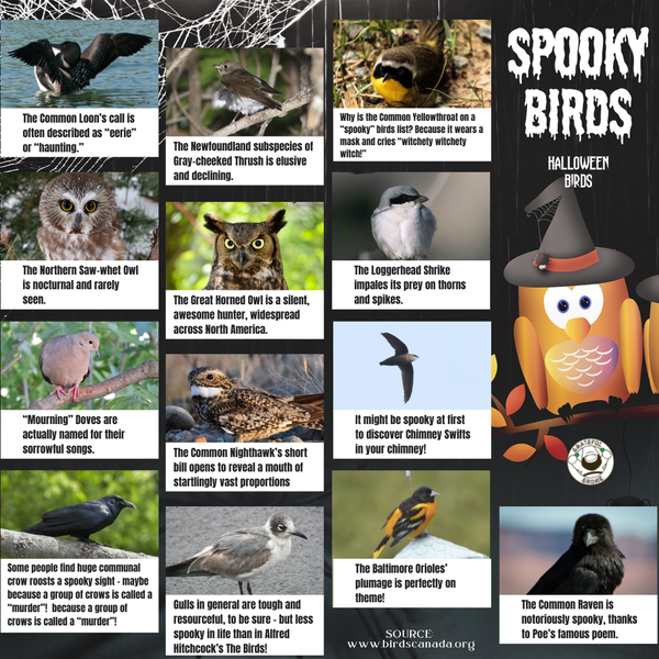 spooky-birds