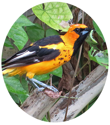 Spot-breasted Oriole