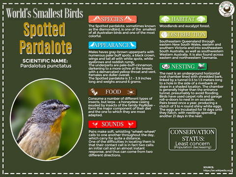 Spotted Pardalote infographic