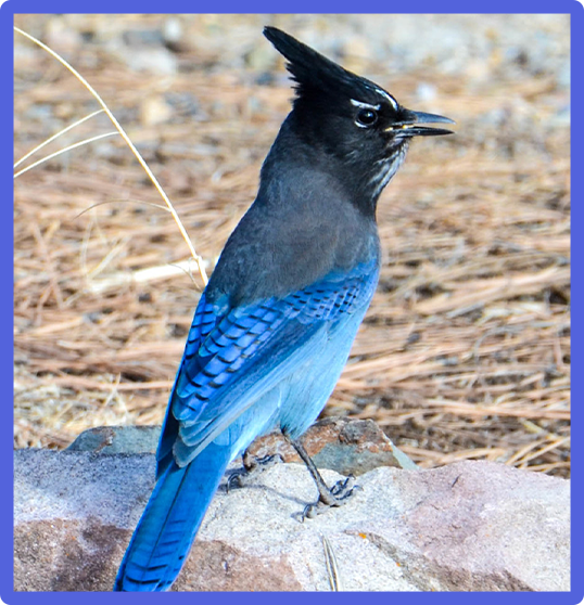 Steller's Jay 