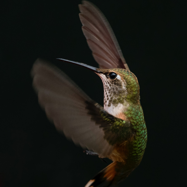 Test Your Knowledge: Are You a Hummingbird Whiz with the Ultimate Quiz?