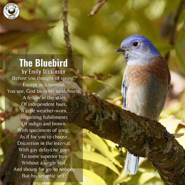 Bird Poems - The Bluebird