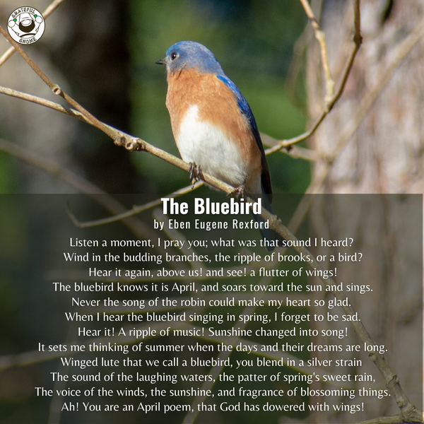 Bird Poems - The Bluebird