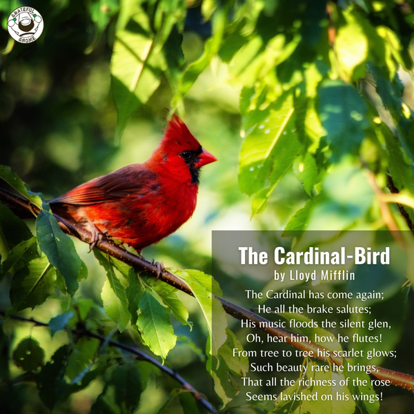 Bird Poems - The Cardinal-Bird