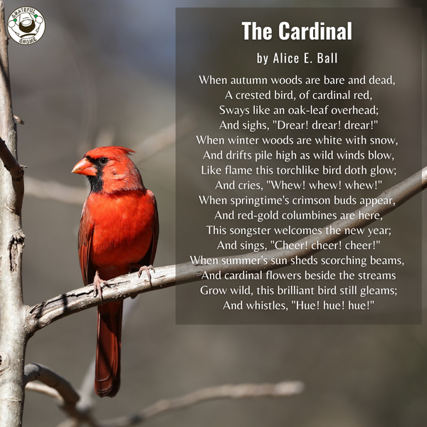 Bird Poems - The Cardinal