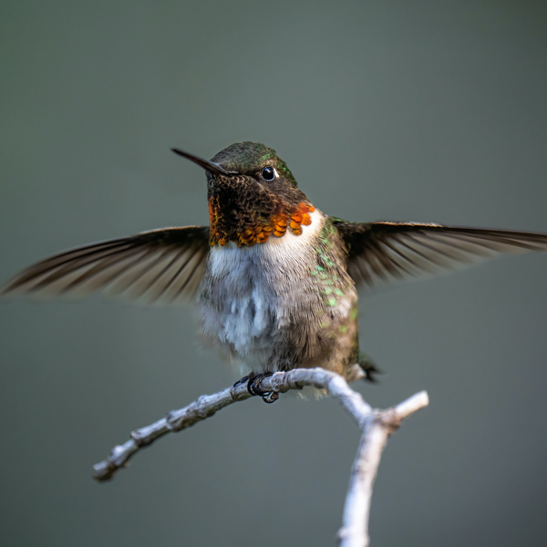 The Enchanting World of Hummingbirds: A Closer Look into Their Extraordinary Lives