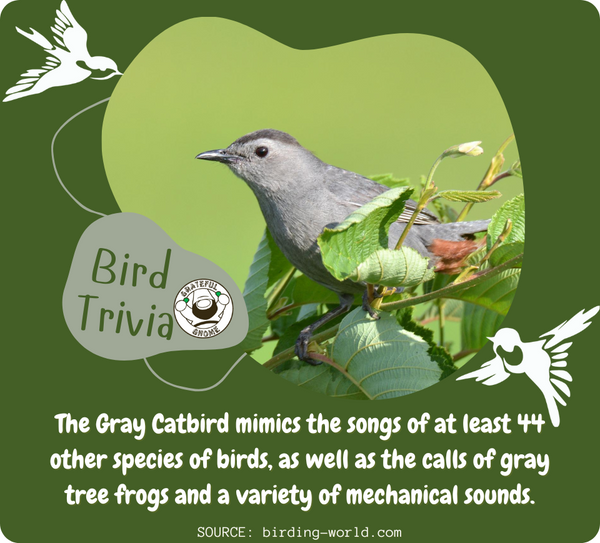 Bird Trivia