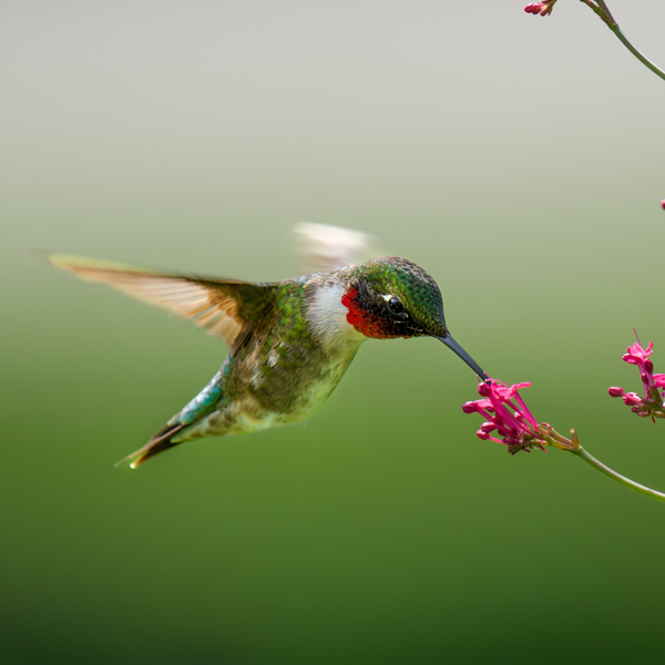The Great Hummingbird Quiz: Can You Fly High with Your Knowledge?