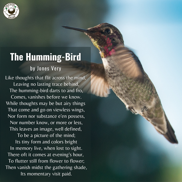Bird Poems - The Humming-Bird
