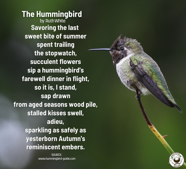 the-hummingbird-by-ruth-white