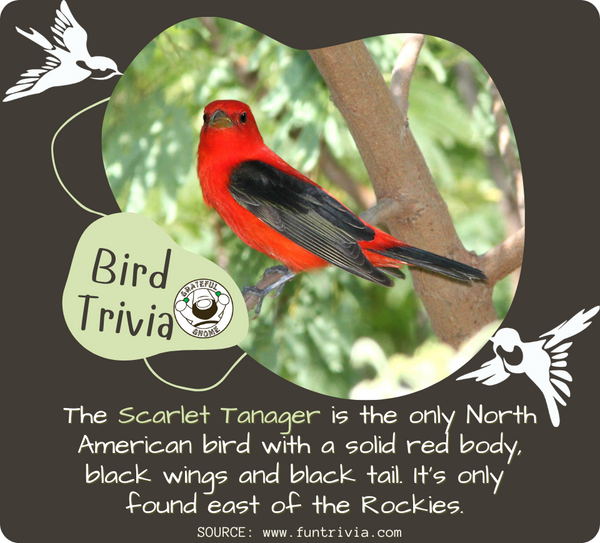 Bird Trivia