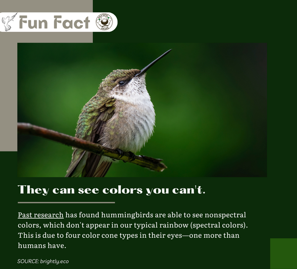 Fun Fact About Hummingbirds