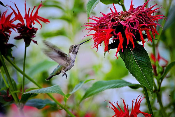 Tips To Keep Hummingbirds Happy And Healthy In Summer
