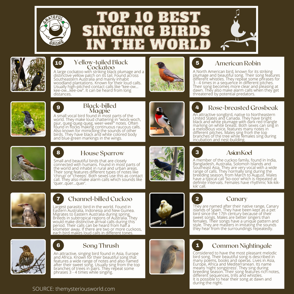 Top 10 Best Singing Birds In The World