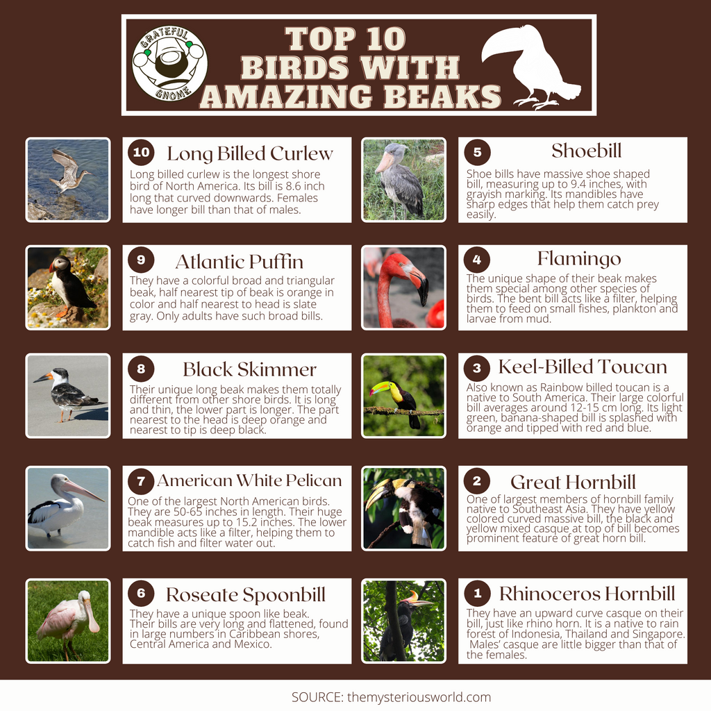 Top 10 Birds With Amazing Beaks