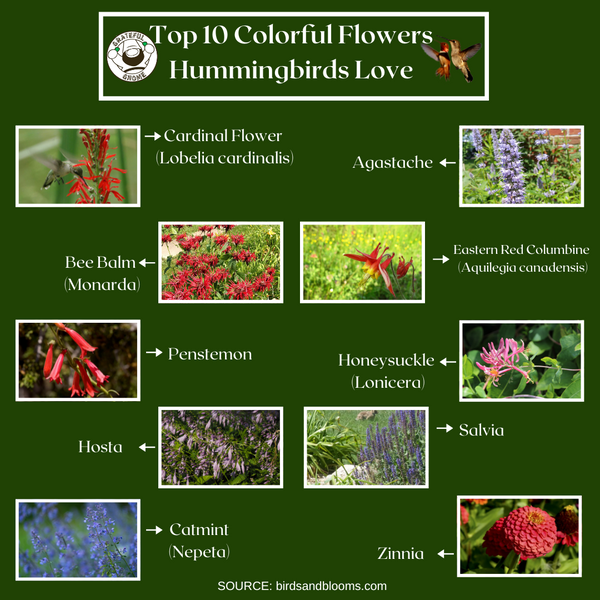 Top 10 Colorful Flowers Hummingbirds Love