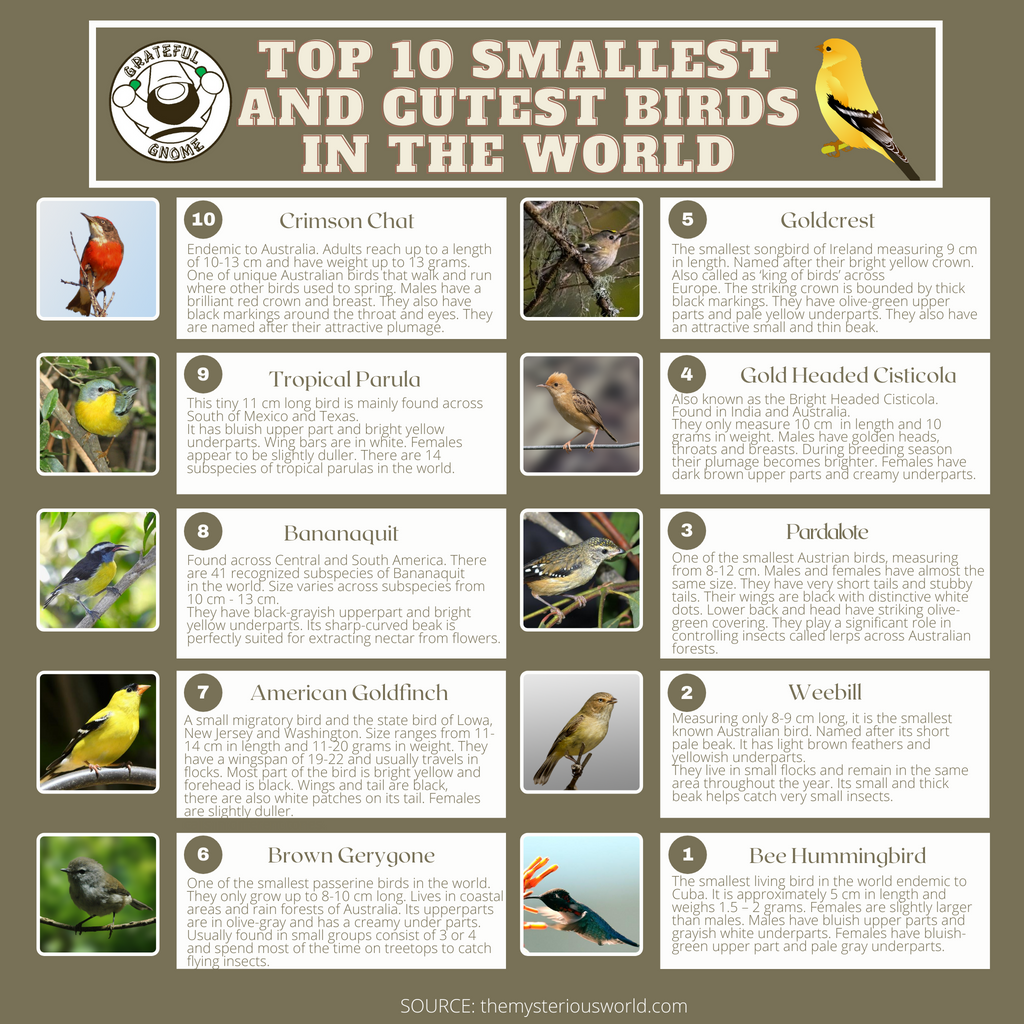 Top 10 Smallest and Cutest Birds In The World