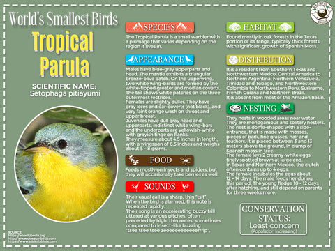 Tropical Parula infographic
