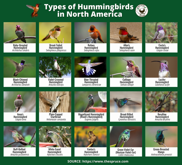 Types of Hummingbirds in North America