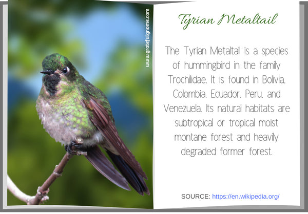 Tyrian Metaltail