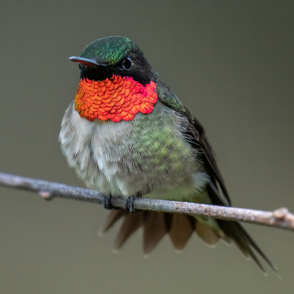 Unveiling the Wings - The Fascinating Differences Between Male and Female Hummingbirds