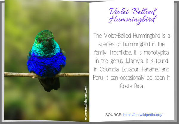 Violet-Bellied Hummingbird