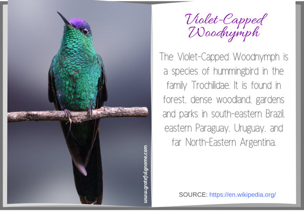 Violet-Capped Woodnymph