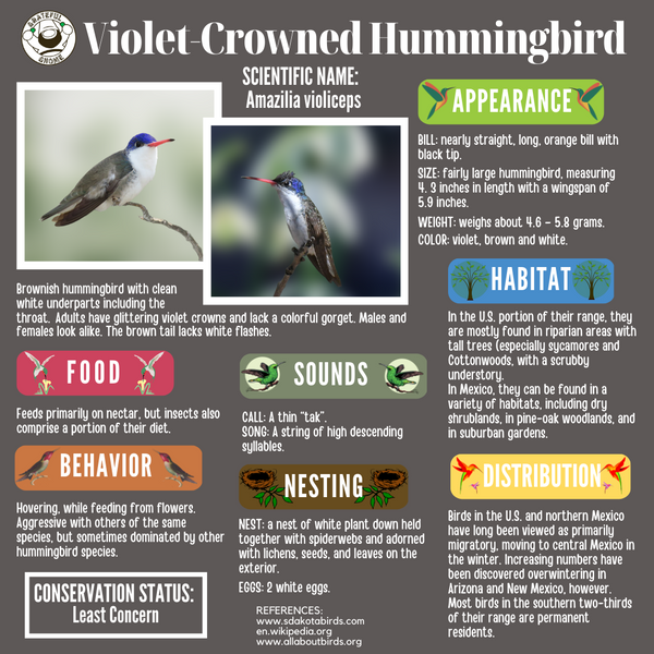 Violet-Crowned Hummingbird