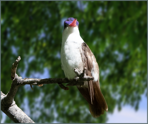 Violet-Crowned Hummingbird Migration Fact 2