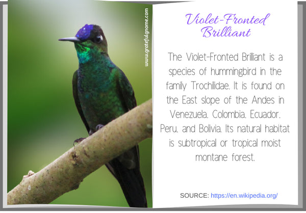 Violet-Fronted Brilliant