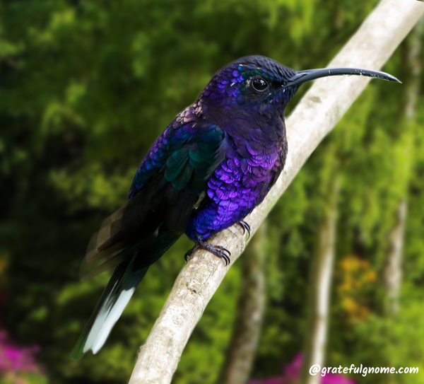 Violet Sabrewing