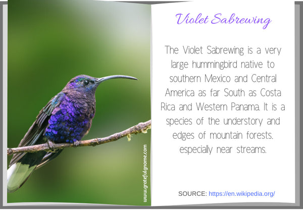 Violet Sabrewing