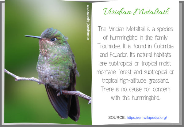 Viridian Metaltail