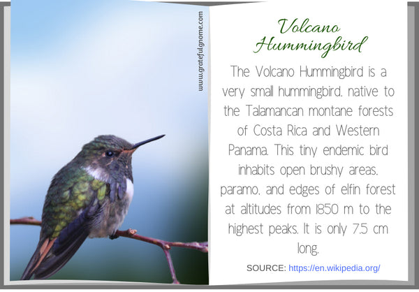 Volcano Hummingbird