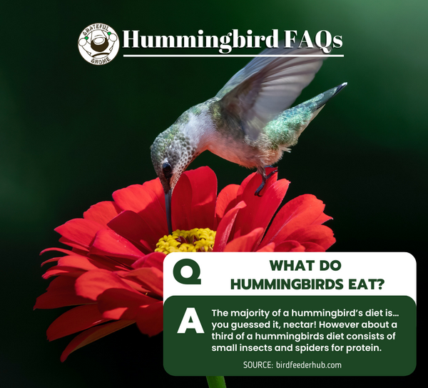 Hummingbird FAQs