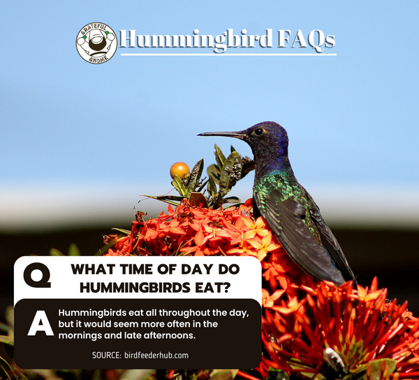 Hummingbird FAQs