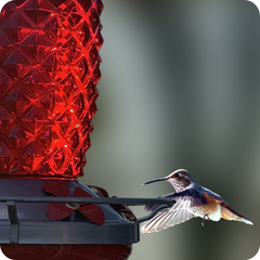 We Must Remove The Feeders In Fall To Encourage Hummingbirds To Migrate 