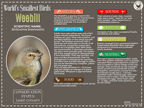 Weebill infographic