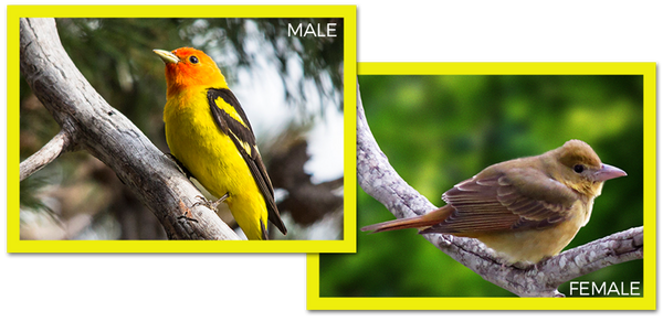 Western Tanager