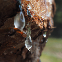 tree sap